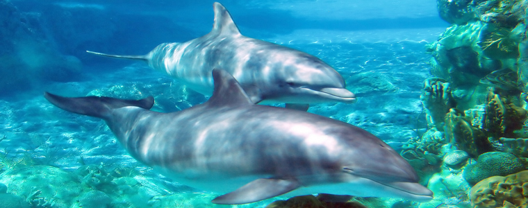 Underwater Noise Assessments and Modelling